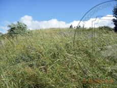 Secale-kuprijanovii_колошение